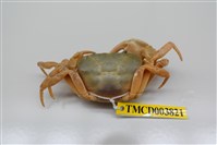 藏品(屏東澤蟹)的圖片